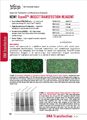 Insect cell  transfection þ-TransIT-Insect