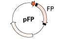 Fluorescent protein vectors for bacterial expression