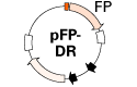 Destabilized fluorescent protein vectors