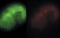 Monitor transcription from different promoters